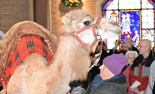 Ding-a-Ling, an Arabian camel, was part of the celebration of the feast of the Epiphany at Saint John Church, Saint Teresa of Calcutta Parish, Collingswood, on Jan. 7. Also on hand were parishioners who portrayed the three kings, a Mariachi band and other animals. See page 9.

Photo by James A. McBride