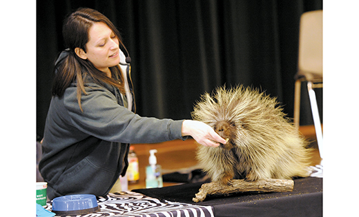 Nicole Goodsell of the Philadelphia Zoo feeds a North American porcupine, and holds a boa constrictor, during a presentation at St. Peter School, Merchantville, on Feb. 3. She also brought a rabbit and a hawk for her presentation.

Photos by Alan M. Dumoff