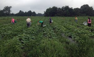 Catholic Charities workers pick cucumbers in Pedricktown on their Staff Day of Mercy, July 14. Some of the vegetables went to food pantries, and the rest were distributed by Farmers Against Hunger to agencies that feed the hungry throughout the region. Photo by Joanna Gardner