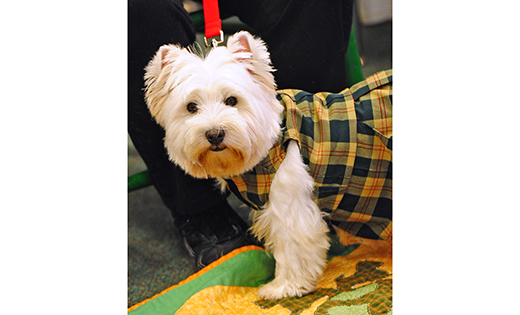 Among the visitors to Bishop McHugh Regional School, Cape May Court House, during Catholic Schools Week, were Belle, a therapy dog (wearing a Catholic school uniform jumper).