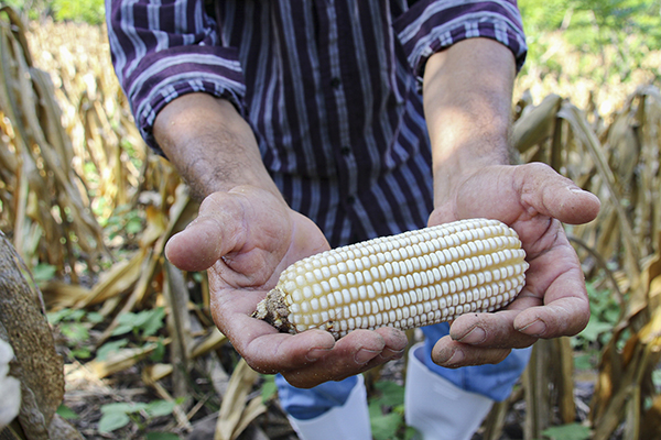 Corn farmer Aroldo Antonio Linares Jacome shows some of his crop at his San Jose La Arada, Guatemala, farm Sept. 10, 2019, using a proven practice of managing soil to manage water and increase yields. As acute hunger is expected to double in vulnerable populations because of the coronavirus pandemic, CRS launched an advocacy campaign May 14, 2020, to raise awareness about the world's hungriest people. (CNS Photo/Katlyn Holland, Catholic Relief Services) See CRS-GLOBAL-HUNGER-COVID May 14, 2020.