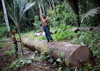 An Indigenous man and child of the Uru-eu-wau-wau tribe are pictured in a 2019 photo inspecting an area deforested by invaders on Indigenous land near Campo Novo de Rondônia, Brazil. (CNS photo/Ueslei Marcelino, Reuters)
