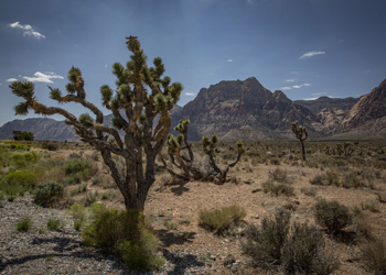Nevada desert plants are seen Aug. 10, 2021, at the Red Rock Canyon National Conservation Area, about 15 miles from Las Vegas. (CNS photo/Chaz Muth)