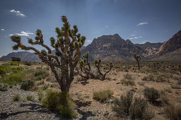 Nevada desert plants are seen Aug. 10, 2021, at the Red Rock Canyon National Conservation Area, about 15 miles from Las Vegas. (CNS photo/Chaz Muth)
