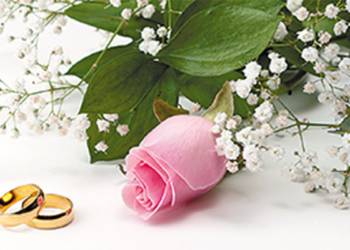 wedding rings with rose on white background