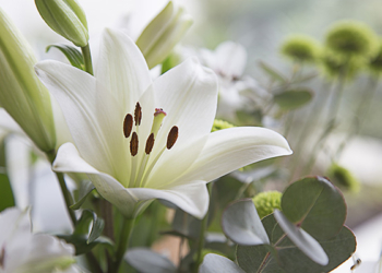 Up close photograph of a St Joseph's Lily (Lilium formosanum)